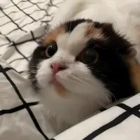 蟬音
