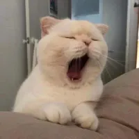 醉梦红尘