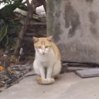 雀1食