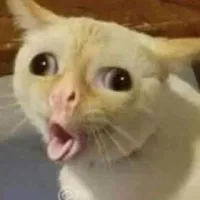 眠鹿