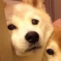 溜溜的林仔