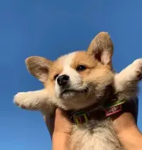 aaaa吴