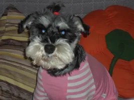 ᝰꪶꫀꪮღ❦_987