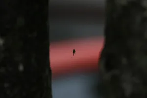 蓑雨