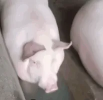 钢铁直居
