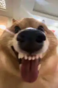 旋转的豆子