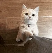 魅影