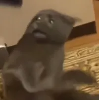 卧室烧饼！