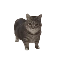 ~鹏~