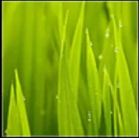 李金龙