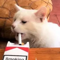 江晚正