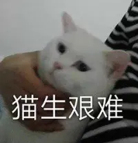 不关白猫猫的