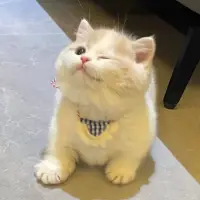 伊辰廿一