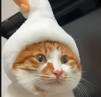 哈恒