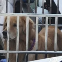 闪光柱子