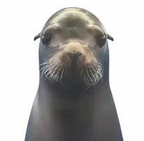 Q尾