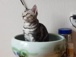 霖惜曦
