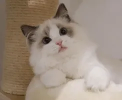 拾荒者.