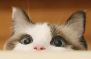 猫猫与她