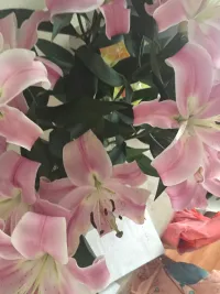 /雯雯