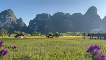 社恐纯净份子