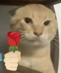 YuaerE