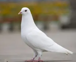 马飞之家