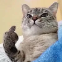 白天的佳雨