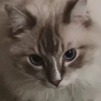 1missu