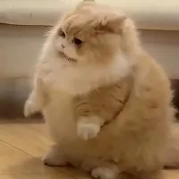 趁风停下之前