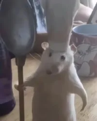 カオス