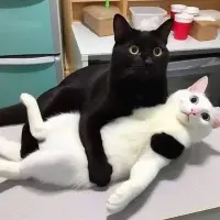 莔大奶