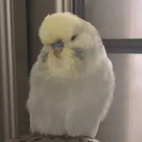 鸡米花