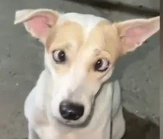 全球/mg型