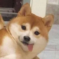 傻狗_456