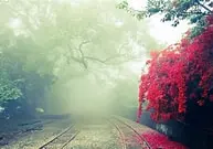 啊哈_527