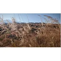 显Hin