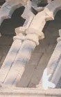 风月海棠