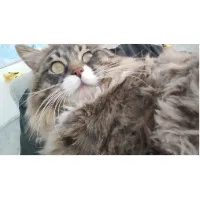 一生唯爱