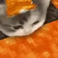 薛定谔的猫_109