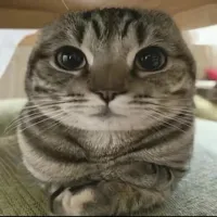 孤独的狗子