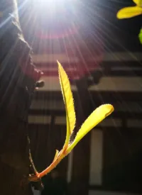 一缕微阳