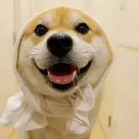 放开只皮卡超