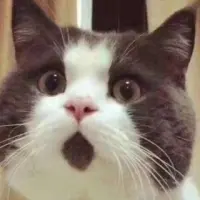 荔荔桃