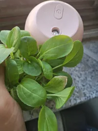 挥不去的妄想