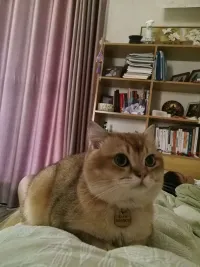 镜花缘